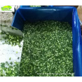 IQF Frozen Chinese Chive